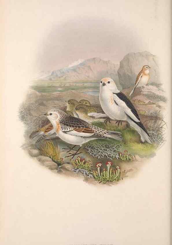 Reproducción/Reproduction 48915032172: The birds of Great Britain. London :Printed by Taylor and Francis, published by the author,1873.. 