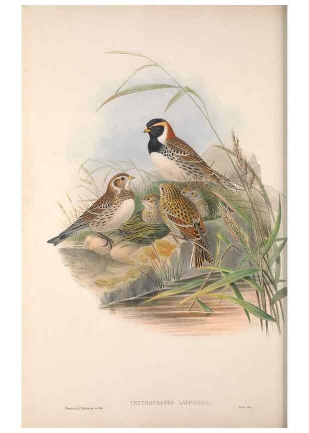 Reproducción/Reproduction 48915031772: The birds of Great Britain. London :Printed by Taylor and Francis, published by the author,1873.. 