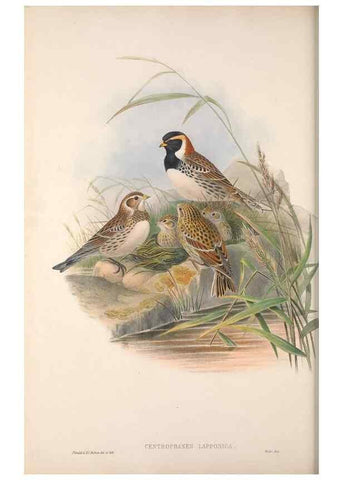 Reproducción/Reproduction 48915031772: The birds of Great Britain. London :Printed by Taylor and Francis, published by the author,1873.. 