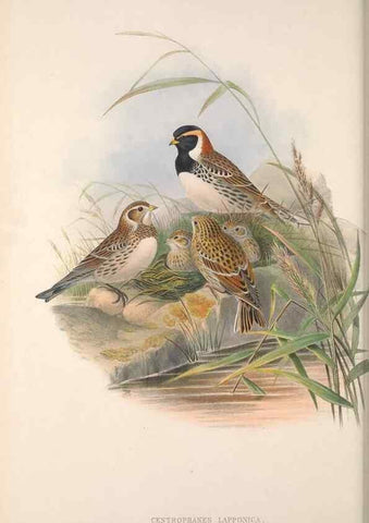 Reproducción/Reproduction 48915031772: The birds of Great Britain. London :Printed by Taylor and Francis, published by the author,1873.. 