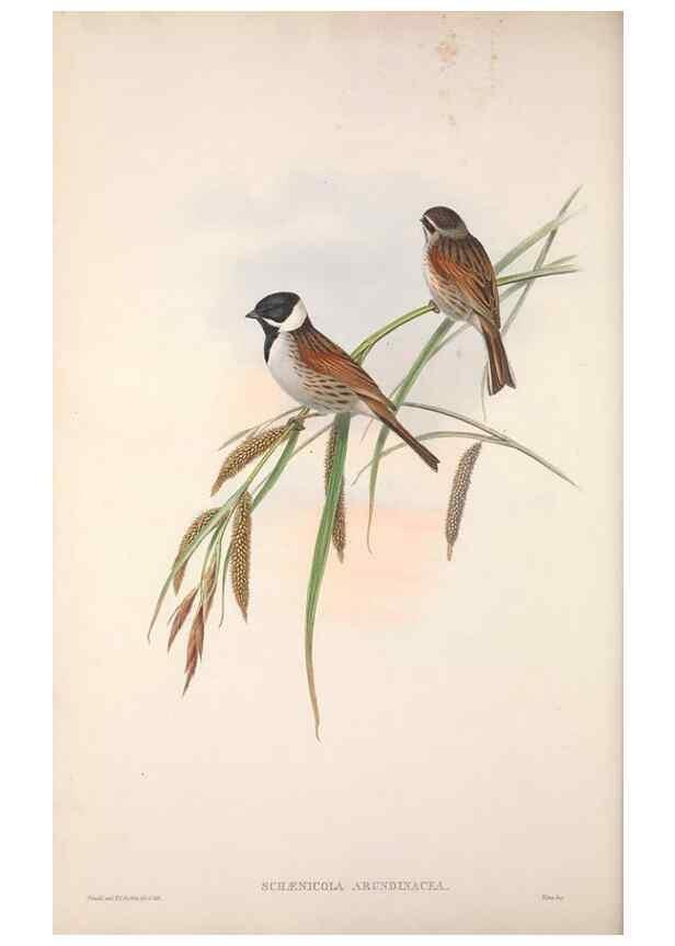 Reproducción/Reproduction 48914297538: The birds of Great Britain. London :Printed by Taylor and Francis, published by the author,1873.. 