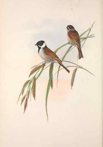 Reproducción/Reproduction 48914297538: The birds of Great Britain. London :Printed by Taylor and Francis, published by the author,1873.. 