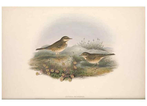Reproducción/Reproduction 48914292383: The birds of Great Britain. London :Printed by Taylor and Francis, published by the author,1873.. 