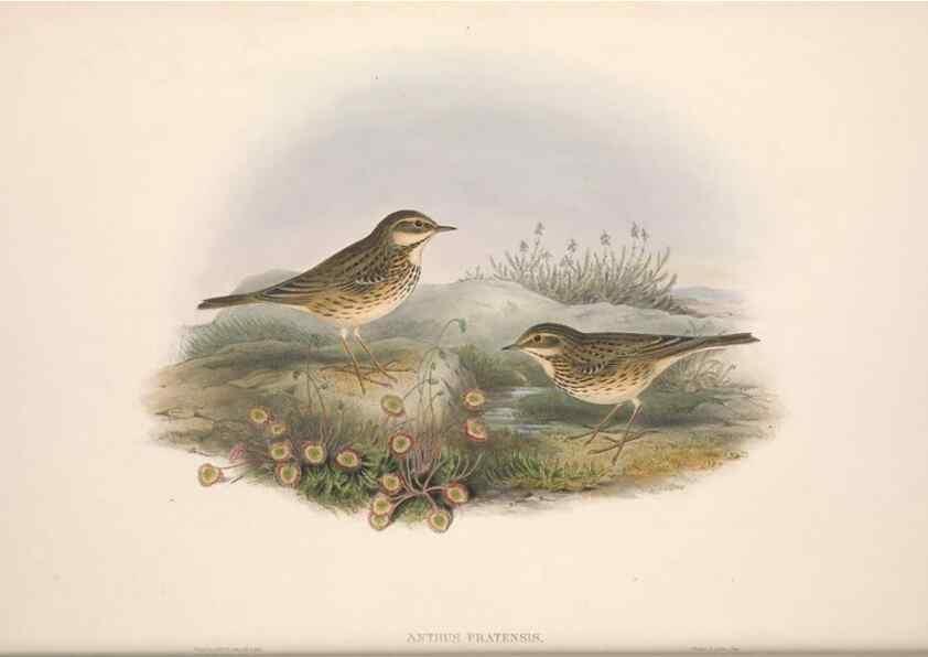 Reproducción/Reproduction 48914292383: The birds of Great Britain. London :Printed by Taylor and Francis, published by the author,1873.. 