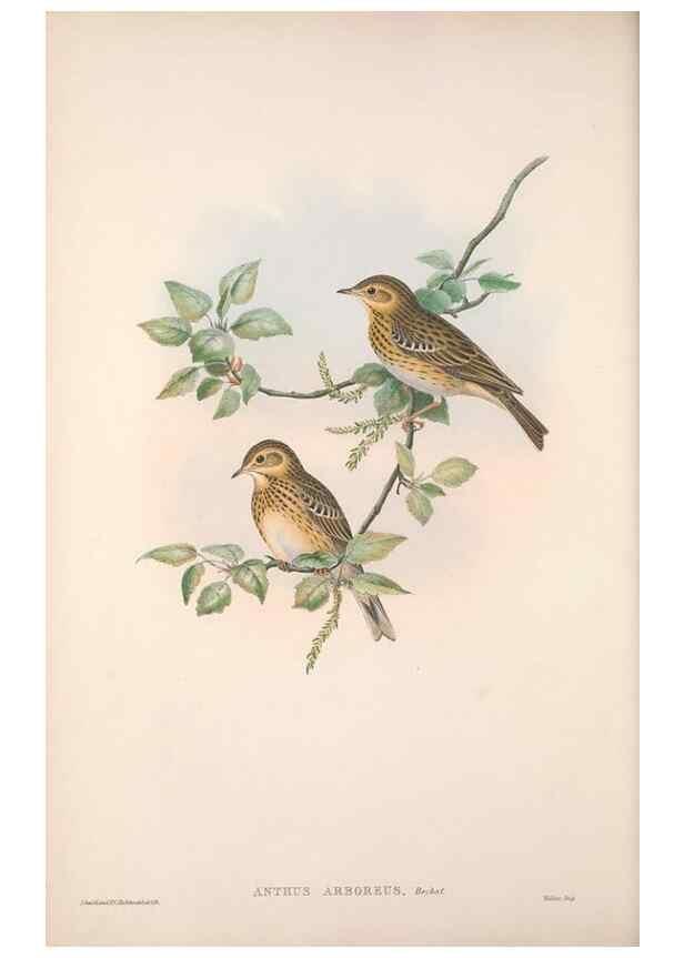Reproducción/Reproduction 48914822506: The birds of Great Britain. London :Printed by Taylor and Francis, published by the author,1873.. 