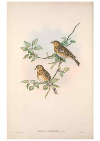 Reproducción/Reproduction 48914822506: The birds of Great Britain. London :Printed by Taylor and Francis, published by the author,1873.. 