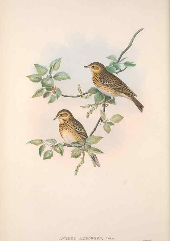 Reproducción/Reproduction 48914822506: The birds of Great Britain. London :Printed by Taylor and Francis, published by the author,1873.. 