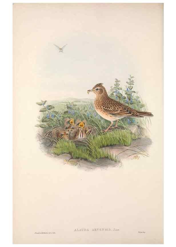Reproducción/Reproduction 48915027202: The birds of Great Britain. London :Printed by Taylor and Francis, published by the author,1873.. 