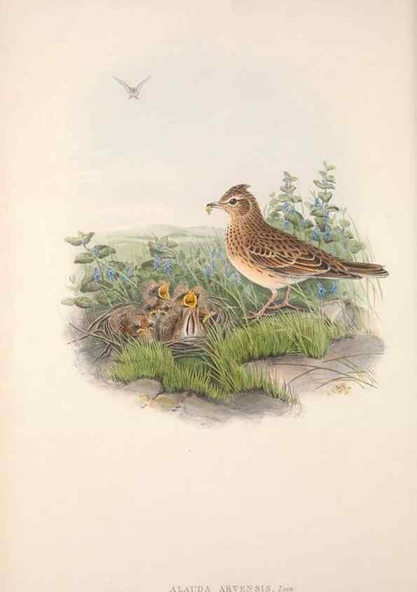 Reproducción/Reproduction 48915027202: The birds of Great Britain. London :Printed by Taylor and Francis, published by the author,1873.. 