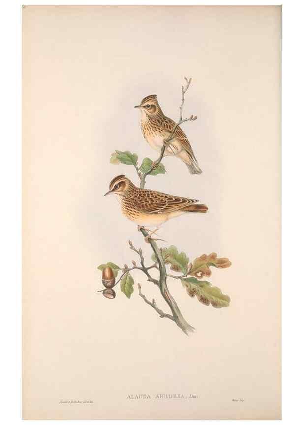 Reproducción/Reproduction 48914293448: The birds of Great Britain. London :Printed by Taylor and Francis, published by the author,1873.. 