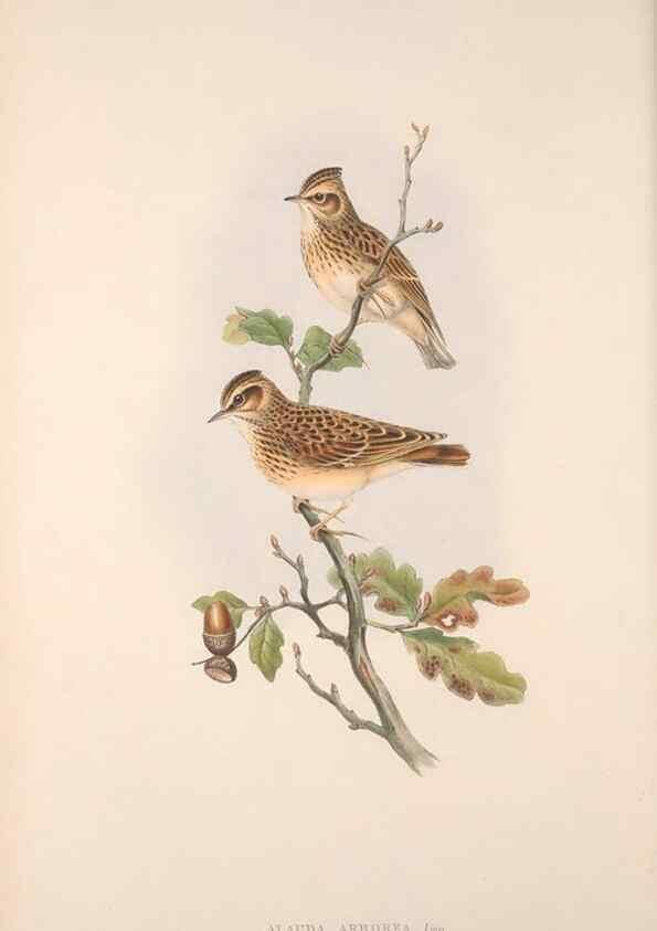 Reproducción/Reproduction 48914293448: The birds of Great Britain. London :Printed by Taylor and Francis, published by the author,1873.. 