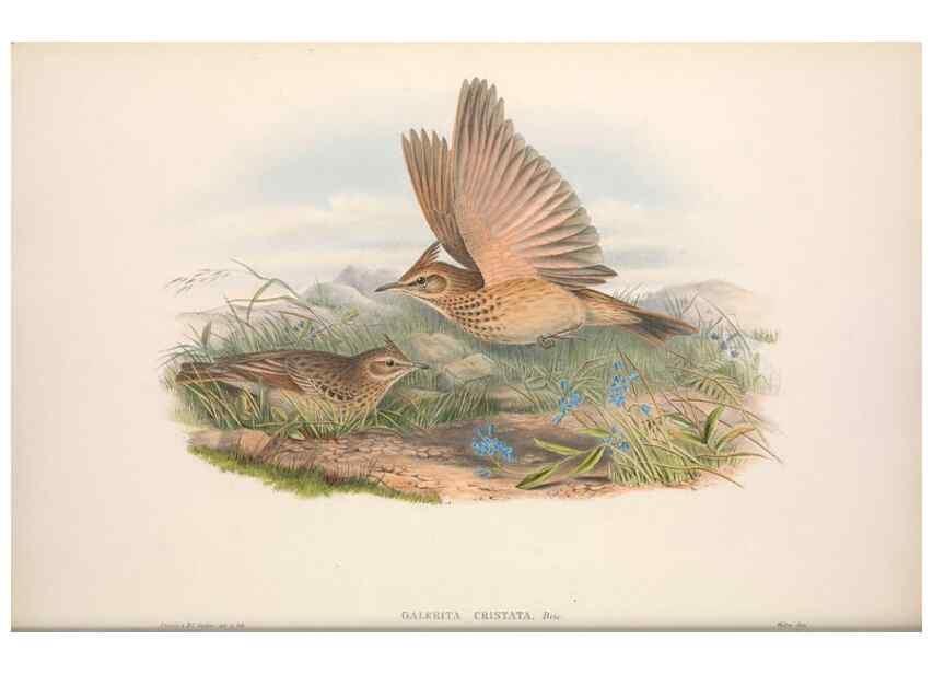 Reproducción/Reproduction 48914823481: The birds of Great Britain. London :Printed by Taylor and Francis, published by the author,1873.. 