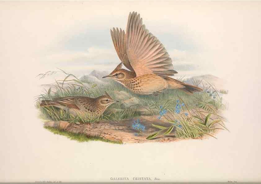 Reproducción/Reproduction 48914823481: The birds of Great Britain. London :Printed by Taylor and Francis, published by the author,1873.. 