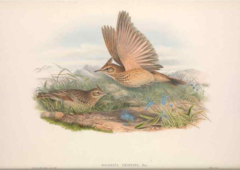 Reproducción/Reproduction 48914823481: The birds of Great Britain. London :Printed by Taylor and Francis, published by the author,1873.. 