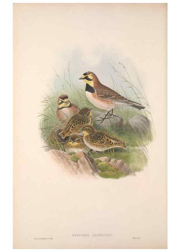 Reproducción/Reproduction 48915028057: The birds of Great Britain. London :Printed by Taylor and Francis, published by the author,1873.. 