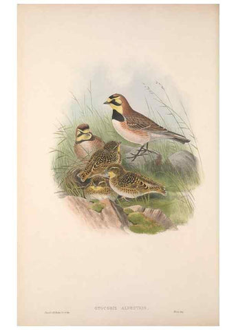 Reproducción/Reproduction 48915028057: The birds of Great Britain. London :Printed by Taylor and Francis, published by the author,1873.. 