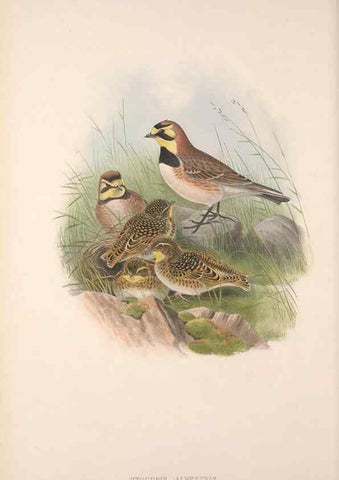 Reproducción/Reproduction 48915028057: The birds of Great Britain. London :Printed by Taylor and Francis, published by the author,1873.. 