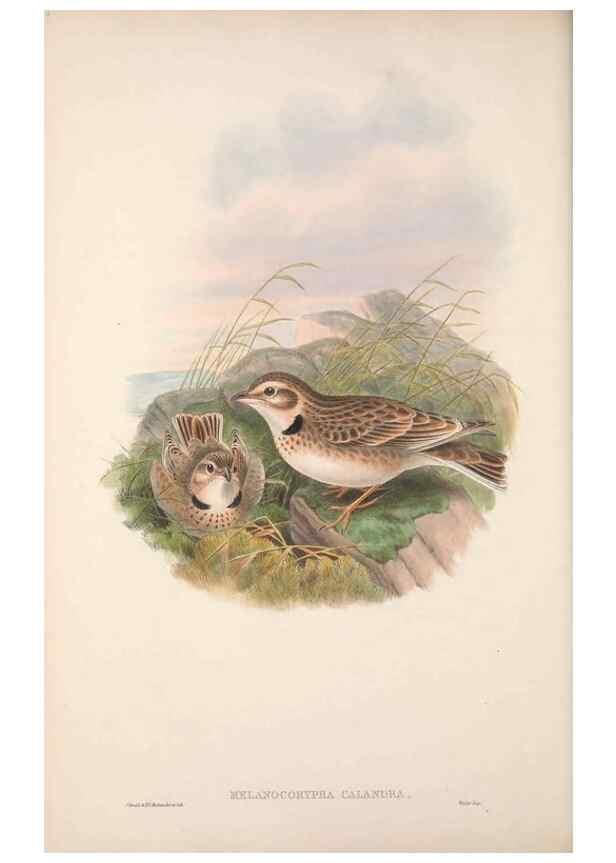 Reproducción/Reproduction 48914294418: The birds of Great Britain. London :Printed by Taylor and Francis, published by the author,1873.. 