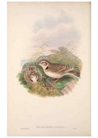 Reproducción/Reproduction 48914294418: The birds of Great Britain. London :Printed by Taylor and Francis, published by the author,1873.. 