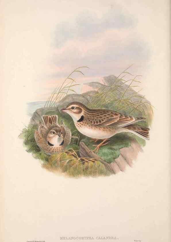 Reproducción/Reproduction 48914294418: The birds of Great Britain. London :Printed by Taylor and Francis, published by the author,1873.. 