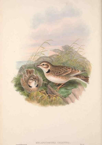 Reproducción/Reproduction 48914294418: The birds of Great Britain. London :Printed by Taylor and Francis, published by the author,1873.. 