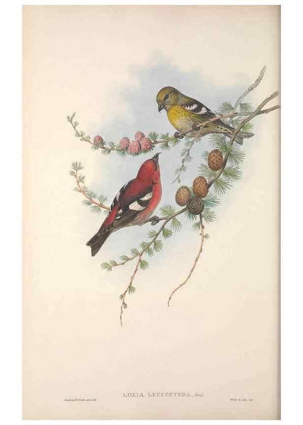 Reproducción/Reproduction 48915038037: The birds of Great Britain. London :Printed by Taylor and Francis, published by the author,1873.. 