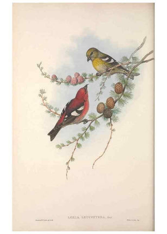 Reproducción/Reproduction 48915038037: The birds of Great Britain. London :Printed by Taylor and Francis, published by the author,1873.. 