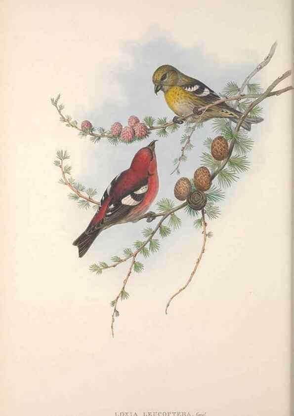 Reproducción/Reproduction 48915038037: The birds of Great Britain. London :Printed by Taylor and Francis, published by the author,1873.. 
