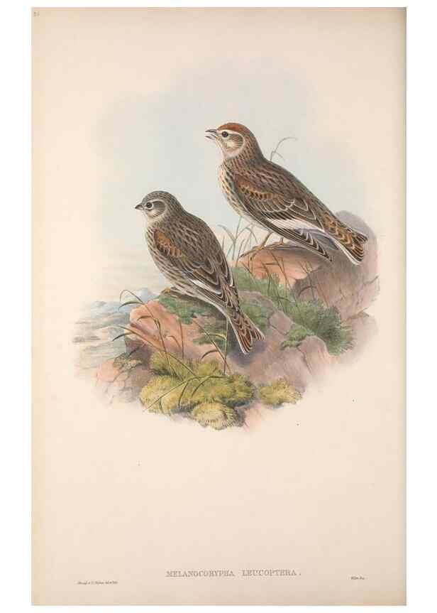 Reproducción/Reproduction 48914824311: The birds of Great Britain. London :Printed by Taylor and Francis, published by the author,1873.. 