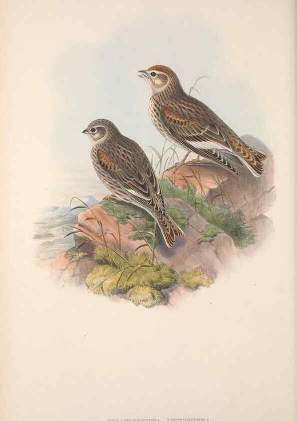 Reproducción/Reproduction 48914824311: The birds of Great Britain. London :Printed by Taylor and Francis, published by the author,1873.. 
