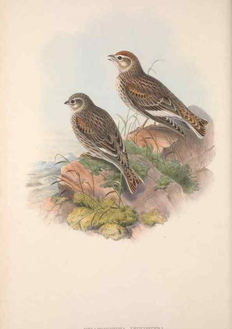 Reproducción/Reproduction 48914824311: The birds of Great Britain. London :Printed by Taylor and Francis, published by the author,1873.. 