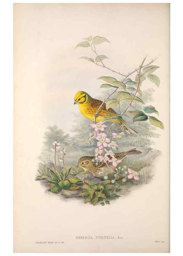 Reproducción/Reproduction 48915029417: The birds of Great Britain. London :Printed by Taylor and Francis, published by the author,1873.. 