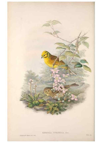 Reproducción/Reproduction 48915029417: The birds of Great Britain. London :Printed by Taylor and Francis, published by the author,1873.. 