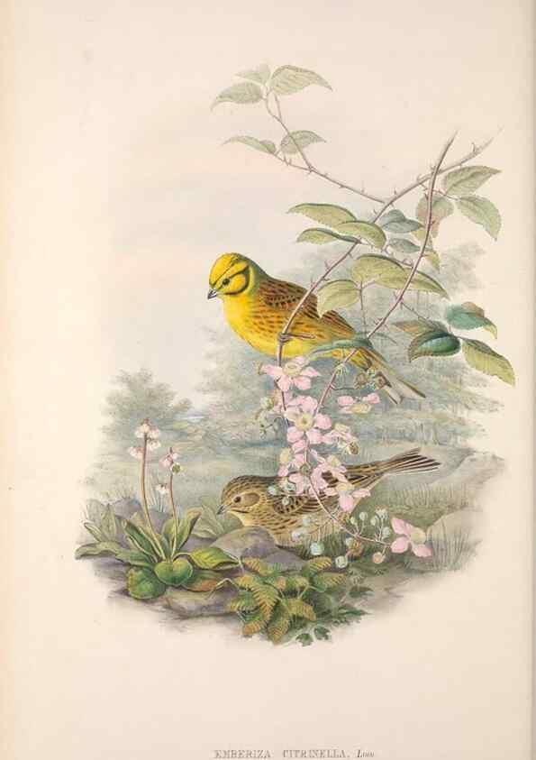 Reproducción/Reproduction 48915029417: The birds of Great Britain. London :Printed by Taylor and Francis, published by the author,1873.. 