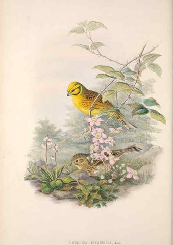 Reproducción/Reproduction 48915029417: The birds of Great Britain. London :Printed by Taylor and Francis, published by the author,1873.. 