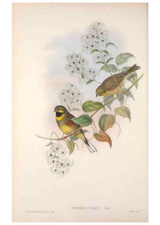 Reproducción/Reproduction 48914825226: The birds of Great Britain. London :Printed by Taylor and Francis, published by the author,1873.. 