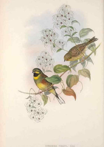 Reproducción/Reproduction 48914825226: The birds of Great Britain. London :Printed by Taylor and Francis, published by the author,1873.. 
