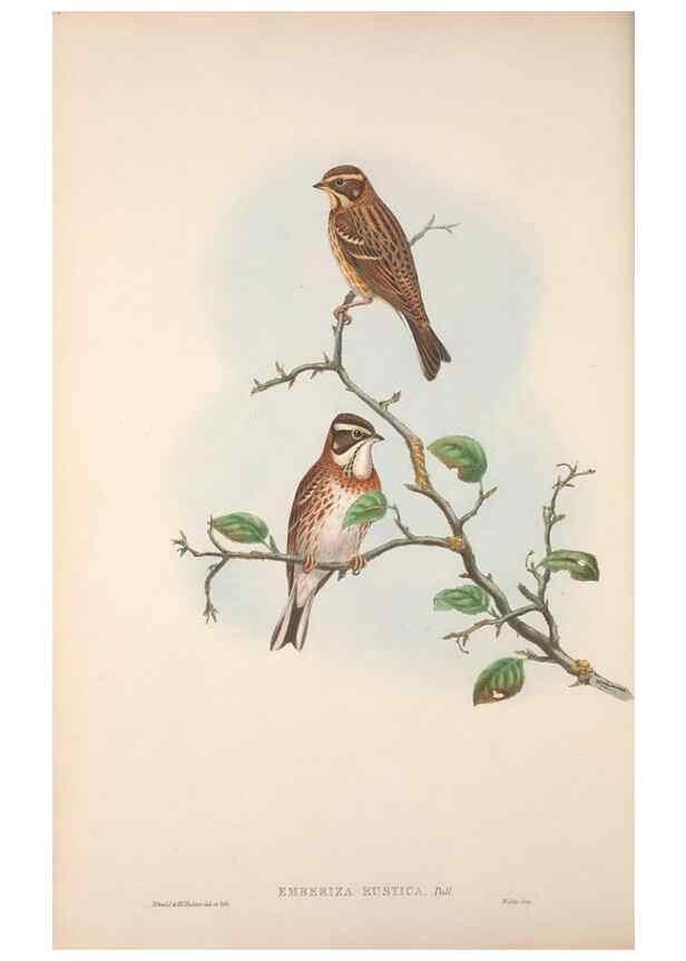 Reproducción/Reproduction 48914296058: The birds of Great Britain. London :Printed by Taylor and Francis, published by the author,1873.. 
