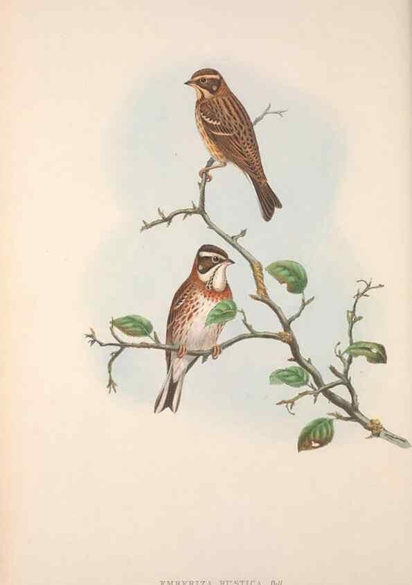 Reproducción/Reproduction 48914296058: The birds of Great Britain. London :Printed by Taylor and Francis, published by the author,1873.. 