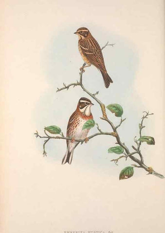 Reproducción/Reproduction 48914296058: The birds of Great Britain. London :Printed by Taylor and Francis, published by the author,1873.. 