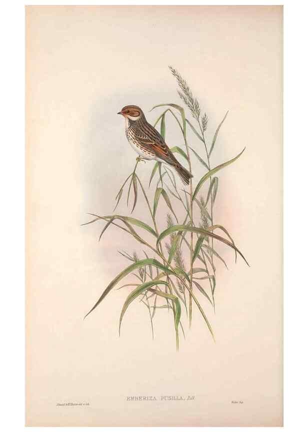 Reproducción/Reproduction 48915030197: The birds of Great Britain. London :Printed by Taylor and Francis, published by the author,1873.. 