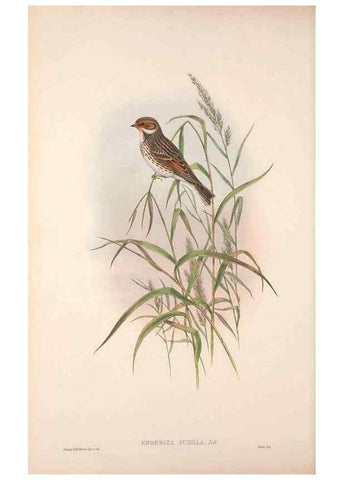 Reproducción/Reproduction 48915030197: The birds of Great Britain. London :Printed by Taylor and Francis, published by the author,1873.. 