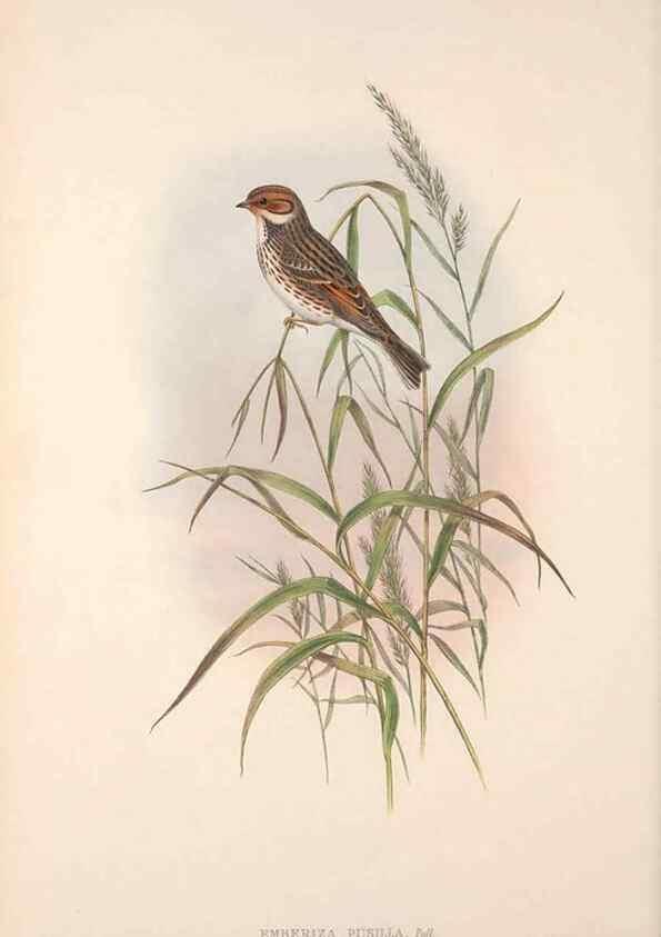 Reproducción/Reproduction 48915030197: The birds of Great Britain. London :Printed by Taylor and Francis, published by the author,1873.. 