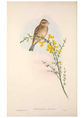 Reproducción/Reproduction 48914296583: The birds of Great Britain. London :Printed by Taylor and Francis, published by the author,1873.. 