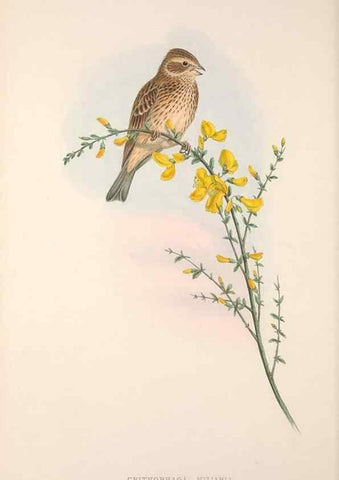 Reproducción/Reproduction 48914296583: The birds of Great Britain. London :Printed by Taylor and Francis, published by the author,1873.. 