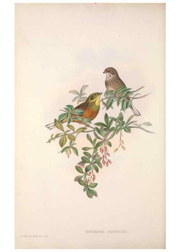 Reproducción/Reproduction 48914296973: The birds of Great Britain. London :Printed by Taylor and Francis, published by the author,1873.. 
