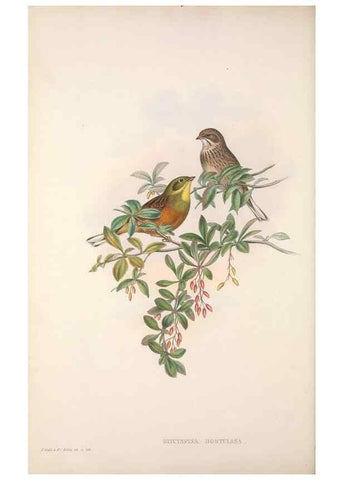 Reproducción/Reproduction 48914296973: The birds of Great Britain. London :Printed by Taylor and Francis, published by the author,1873.. 
