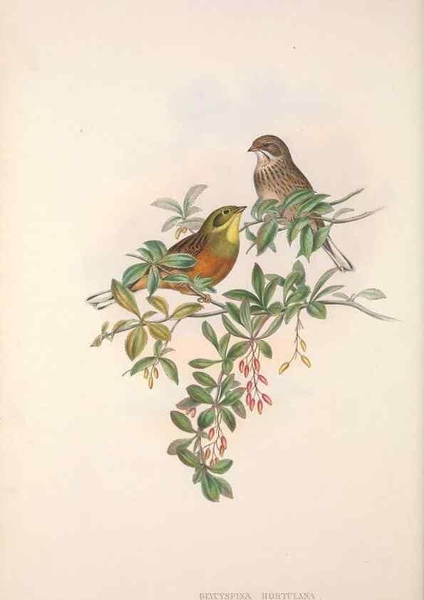 Reproducción/Reproduction 48914296973: The birds of Great Britain. London :Printed by Taylor and Francis, published by the author,1873.. 