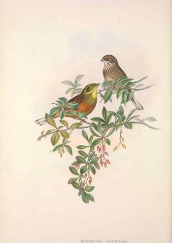 Reproducción/Reproduction 48914296973: The birds of Great Britain. London :Printed by Taylor and Francis, published by the author,1873.. 