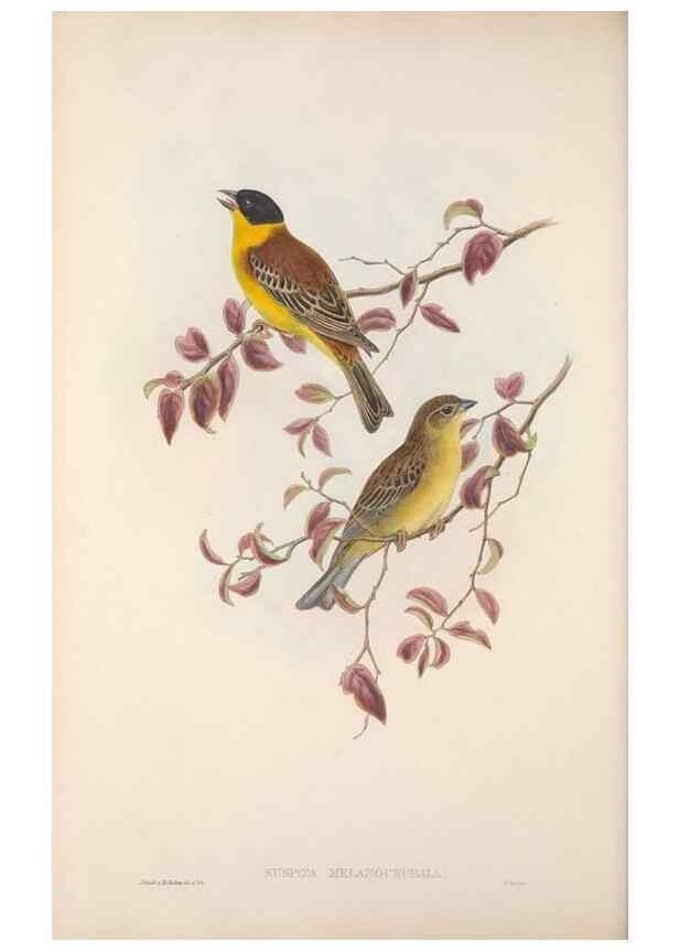 Reproducción/Reproduction 48914826806: The birds of Great Britain. London :Printed by Taylor and Francis, published by the author,1873.. 
